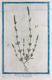 Attēlu rezultāti vaicājumam “Rubiaceae”