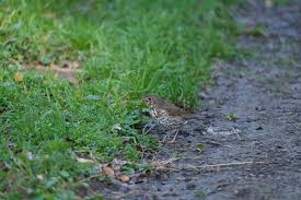 Attēlu rezultāti vaicājumam “Turdus philomelos juvenile”