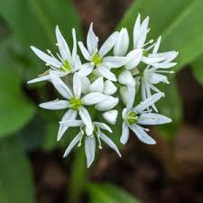 Image result for Allium ursinum