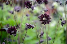 Image result for Aquilegia