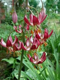 Image result for Lilium martagon `Arabian Night`
