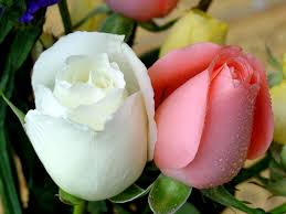 [تصویر: images?q=tbn:ANd9GcQy_dhUH1gjeQ2DNPgX21K...hD9G1CxclL]