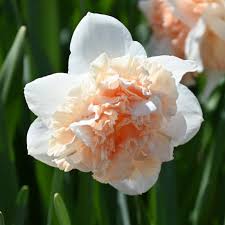 Attēlu rezultāti vaicājumam “Narcissus flower”