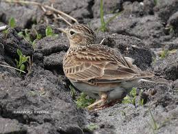 Attēlu rezultāti vaicājumam “Alauda arvensis adult”