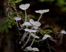 Attēlu rezultāti vaicājumam “Delicatula integrella”