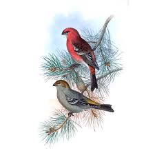 Image result for Pinicola enucleator