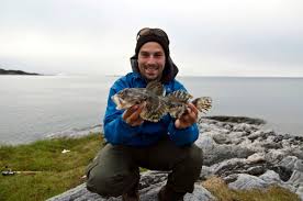 Image result for Myoxocephalus scorpius