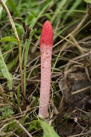 Attēlu rezultāti vaicājumam “Mutinus ravenelii”