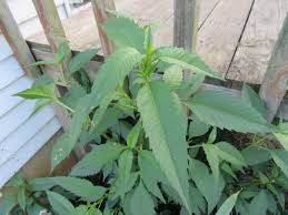 Attēlu rezultāti vaicājumam “Bidens tripartita leaf”