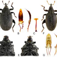 Attēlu rezultāti vaicājumam “Hylastes sp.”