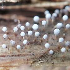 Attēlu rezultāti vaicājumam “Physarum penetrale”