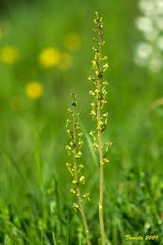 Attēlu rezultāti vaicājumam “Listera ovata”