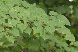 Attēlu rezultāti vaicājumam “Tilia amurensis”