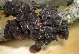 Attēlu rezultāti vaicājumam “Exidia recisa”