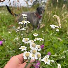 Attēlu rezultāti vaicājumam “Achillea ptarmica fruit”