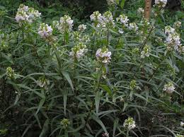 Attēlu rezultāti vaicājumam “Liceaceae”