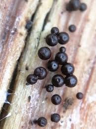 Attēlu rezultāti vaicājumam “Enerthenema papillatum”