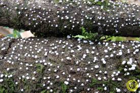 Attēlu rezultāti vaicājumam “Physarum globuliferum”