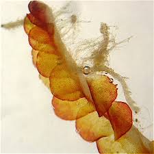 Attēlu rezultāti vaicājumam “Odontoschisma denudatum”