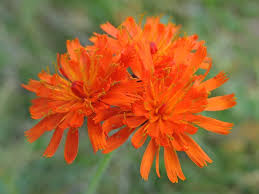 Attēlu rezultāti vaicājumam “Pilosella aurantiaca flower”