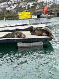 Image result for Ilfracombe Orcas Octopush Club