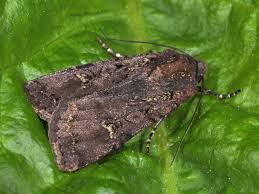 Attēlu rezultāti vaicājumam “Euxoa nigricans”