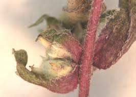 Attēlu rezultāti vaicājumam “Ambrosia artemisiifolia bud”