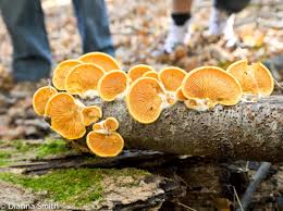 Attēlu rezultāti vaicājumam “Phyllotopsis nidulans”