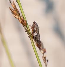 Attēlu rezultāti vaicājumam “Aphrophora alni”