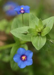 Attēlu rezultāti vaicājumam “Anagallis arvensis”