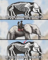 Image result for Elite Fighting Systems, Elephant & Castle