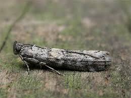 Attēlu rezultāti vaicājumam “Dioryctria abietella”