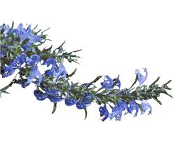 Attēlu rezultāti vaicājumam “Dracocephalum ruyschiana fruit”