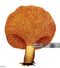 Attēlu rezultāti vaicājumam “Hygrophoropsis aurantiaca”