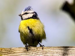 Image result for Cyanistes caeruleus