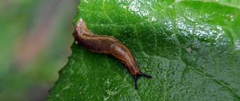 Attēlu rezultāti vaicājumam “Arion lusitanicus”