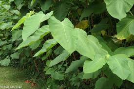 Attēlu rezultāti vaicājumam “Reynoutria sachalinensis leaf”