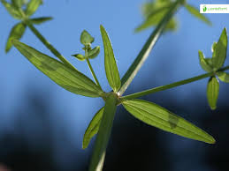 Attēlu rezultāti vaicājumam “Galium elongatum leaf”