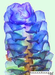 Attēlu rezultāti vaicājumam “Tritomaria”