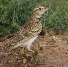 Image result for Melanocorypha bimaculata