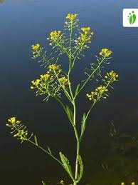 Attēlu rezultāti vaicājumam “Rorippa amphibia”