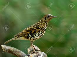 Image result for Zoothera dauma