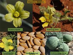 Attēlu rezultāti vaicājumam “Cucurbitaceae”