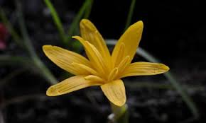 Attēlu rezultāti vaicājumam “Colchicum luteum flower”