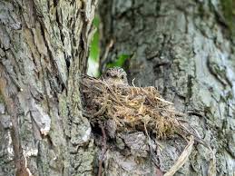Attēlu rezultāti vaicājumam “Muscicapa striata nest”
