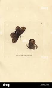 Attēlu rezultāti vaicājumam “Erebia ligea underside”