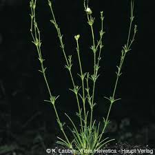 Attēlu rezultāti vaicājumam “Sagina nodosa”