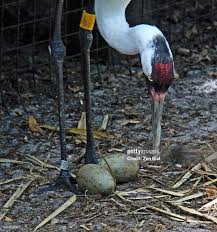 Attēlu rezultāti vaicājumam “Grus grus eggs”