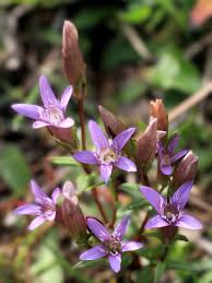 Attēlu rezultāti vaicājumam “Gentianella amarella”