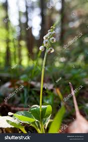 Attēlu rezultāti vaicājumam “Pyrola minor bud”